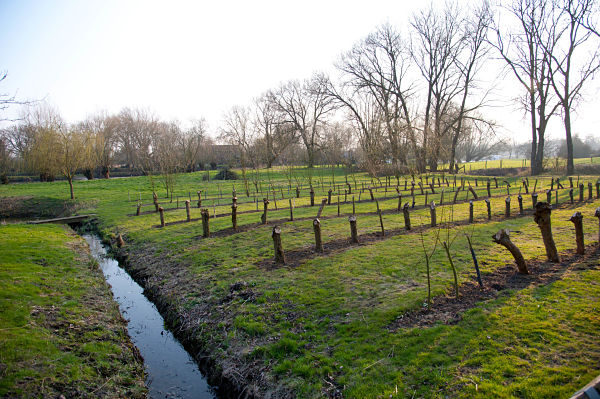 A stream between the river and a pond