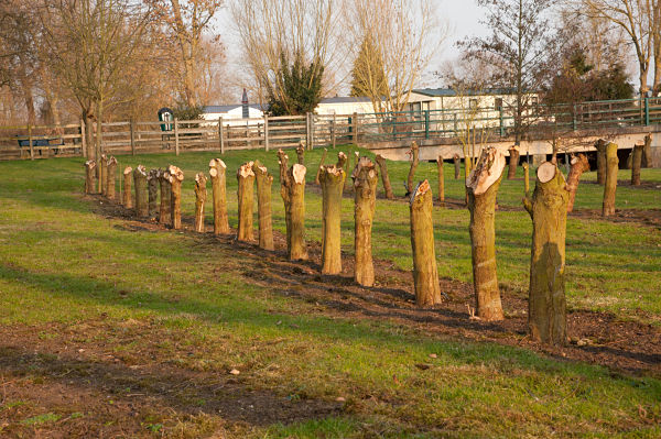 Winter Pruning