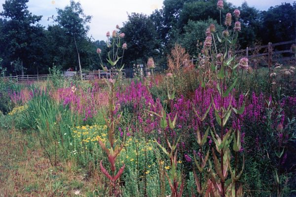 Millennium Trust Wild Flowers