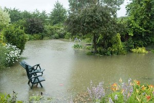 Water Garden